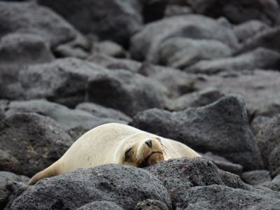 Seelöwe auf der Insel Mosquera, Galapagos. (© Eva Fuchs)