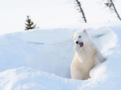 Im Wapusk Nationalpark kann man im Frühling die Eisbär-Babies beim Verlassen der Geburtshöhlen beoba
