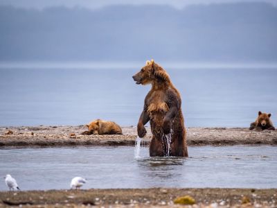 Braunbären auf der Halbinsel Kamtschatka. 