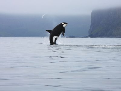 Fotografenglück: wenn der Orca einen Luftsprung macht. 