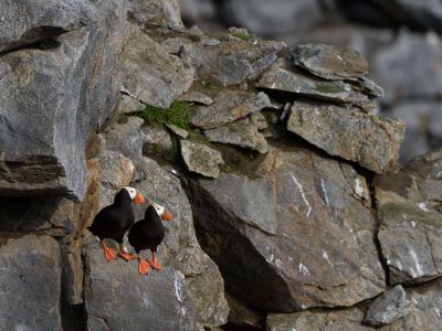 Papageientaucher auf der Insel Koljutschin. Die Felsenkliffs hier bieten Seevögeln gute Nistbedingun