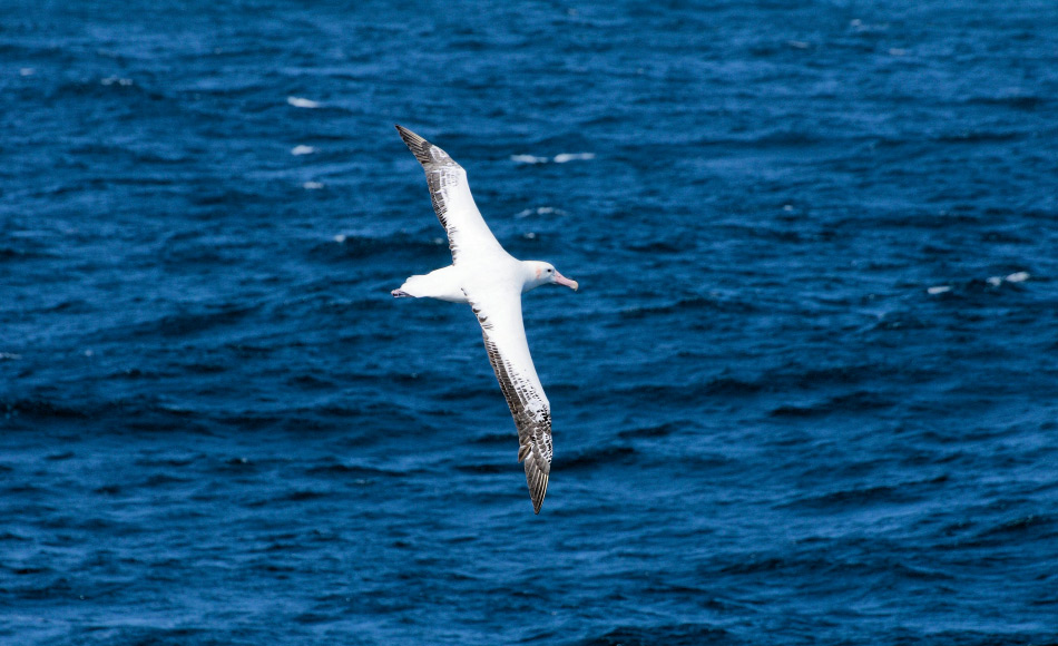 Ein Albatros war schon immer ein spektakulärer Anblick, auch in den alten Zeiten. Beinahe mühelos kann das Tier stundenlang ohne einen Flügelschlag sich in der Luft halten. Früher dachte man, dass Albatrosse die Seelen ertrunkener Seeleute in den Himmel tragen. Bild: Michael Wenger