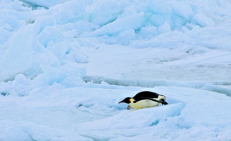 Die grössten, modernen Pinguine sind Kaiserpinguine mit Grössen zwischen 110 – 130 cm und 36 kg