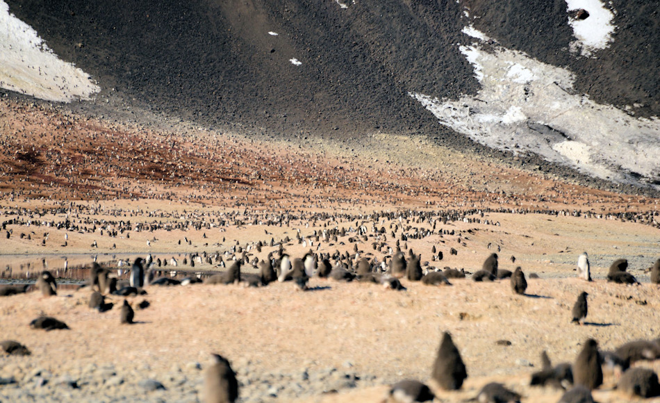 Die grösste Adéliepinguinkolonie in der Ostantarktis ist diejenige bei Kap Adare, wo 1899 Carsten Borchgrevink das erste permanente Gebäude in der Antarktis erstellt hatte. Die Kolonie besteht aus rund einer halben Million Pinguinen jeden Sommer. Doch im Winter ist der Ort ruhig und verlassen, nicht wie im Westen. Bild: Michael Wenger
