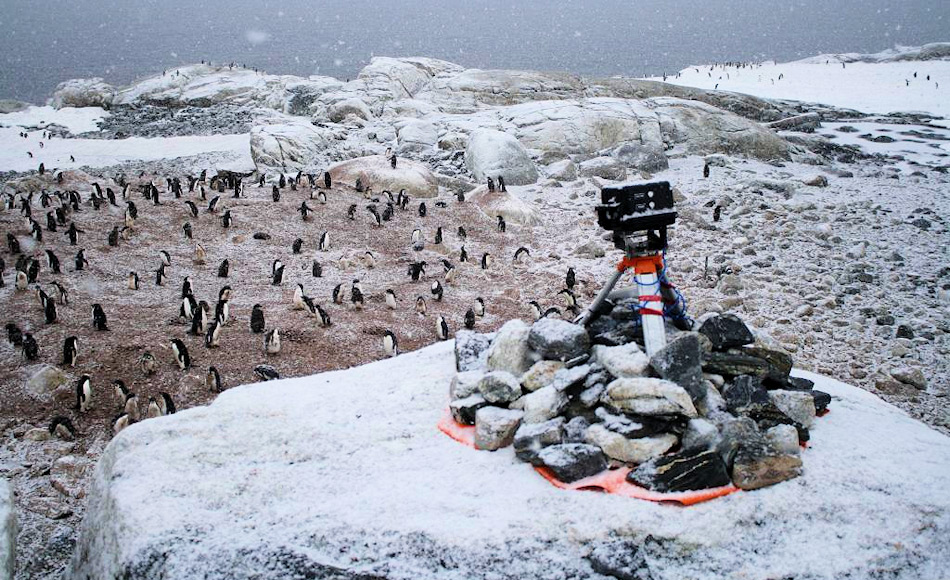 Ferngesteuerte und unabhängig operierende Kameras, wie diese auf Shirley Island, nahe der Station Casey, wurden benutzt, um die Zahl der Adéliepinguine in den Kolonien und das nahe Küsteneis zu beobachten. Kameras waren sowohl im Westen wie auch im Osten der Antarktis stationiert worden. Bild: Colin Southwell