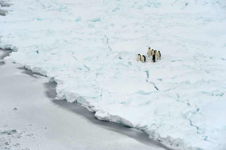 Etwa 14‘000 verschiedene Tierarten leben im Weddellmeer – doch der Schutz des Weddellmeeres