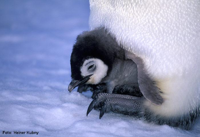 Junger-Kaiserpinguin