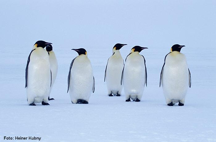 Kaiserpinguine-im-Nebel