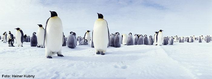 Panorama_Kaiserpinguine