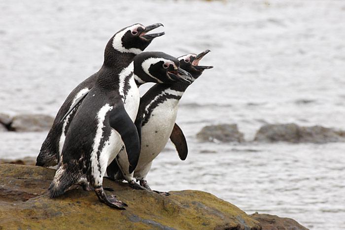 Magellanpinguine-Falkland