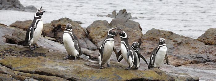 Magellanpinguine