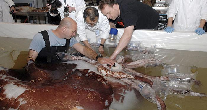 Riesentintenfisch-Aufgetaut