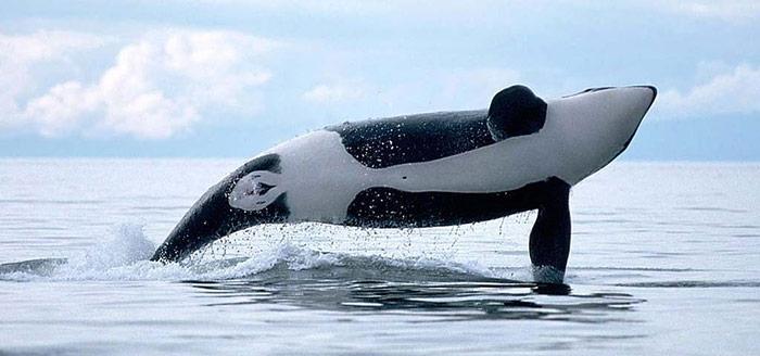 Orca Sprung