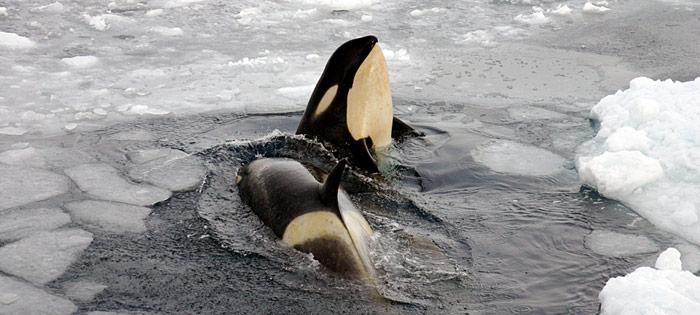 Orcas im Eisloch