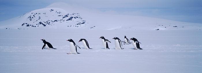 Eselpinguine_im_Schnee