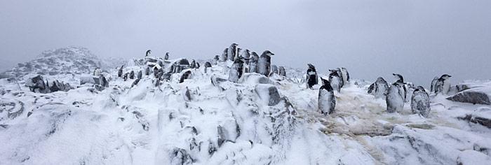 Zuegelpinguine_im_Sturm