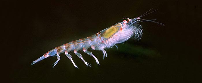 Euphausia_superba