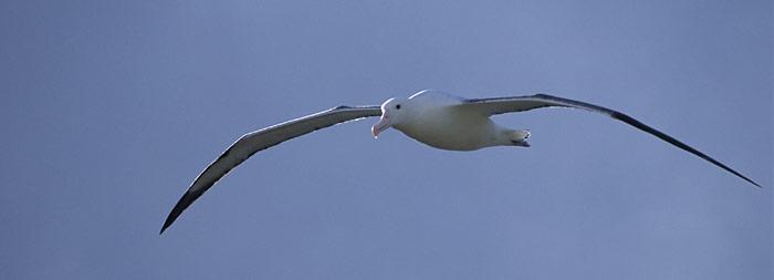 Albatros_im_Flug