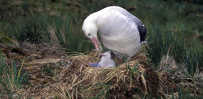 Albatros_mit_Nachwuchs