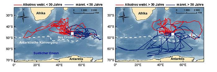 Albatross-Wanderung_Karte