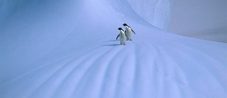 Die neusten Klimamodelle sagen für die polaren Regionen mehr Schnee voraus, dies dürfte die Pinguine in der Antarktis freuen.