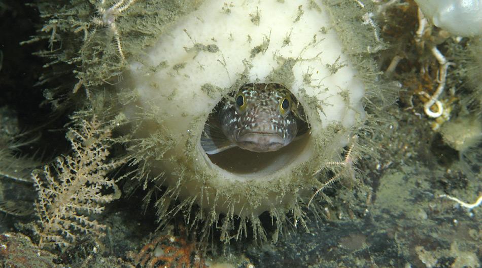 Die Glasschwämme werden bis zu zwei Meter gross und bieten mit ihren vasenähnlichen Körpern perfekte Versteck-, Laich- und Rückzugsmöglichkeiten für Fische. Foto: Tomas Lundalv, AWI