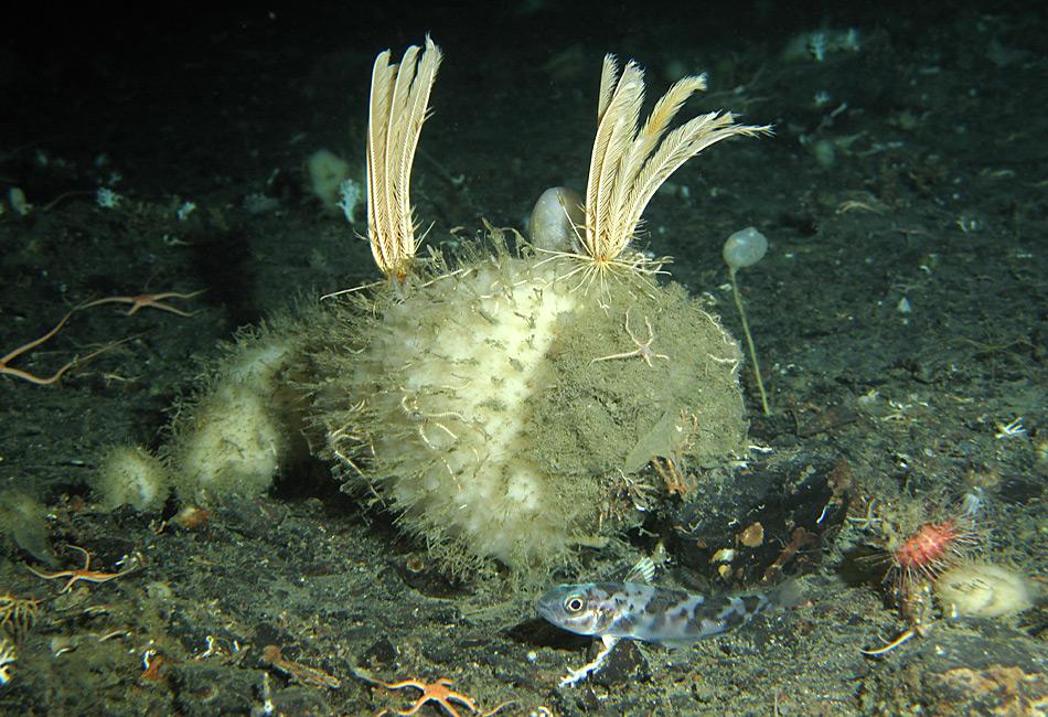 Glasschwämme ernähren sich von kleinstem Plankton, das sie aus dem Wasser filtern. Foto: Tomas Lundalv, AWI