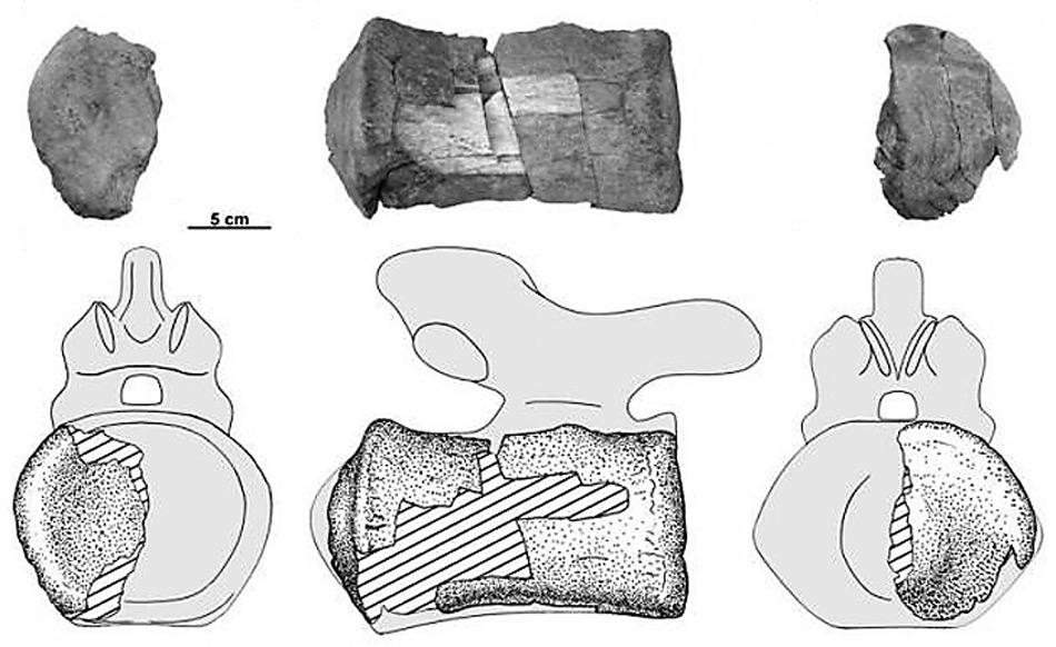 Nach mehreren Millionen Jahre im Erdreich konnten guterhaltene Knochenfunde gefunden und zugeordnet werden.