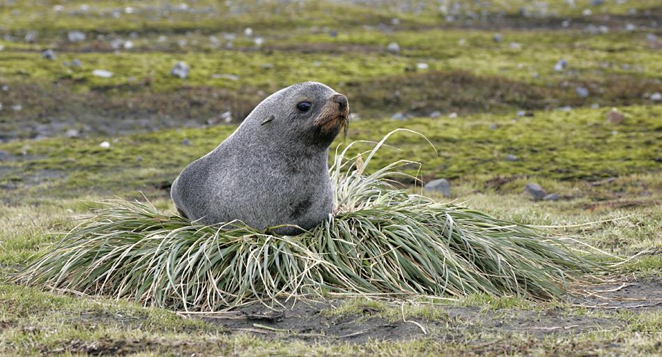 Die Antarktischen Pelzrobben (Arctocephalus gazella) ernähren sich fast ausschliesslich mit Krill.