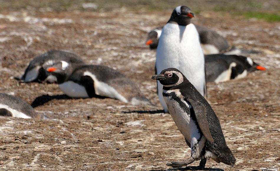 Magellanpinguine bewohnen auch Inseln des Falklandarchipels. Dort sind sie direkte Nachbarn von Eselspinguinen. Bild: Michael Wenger