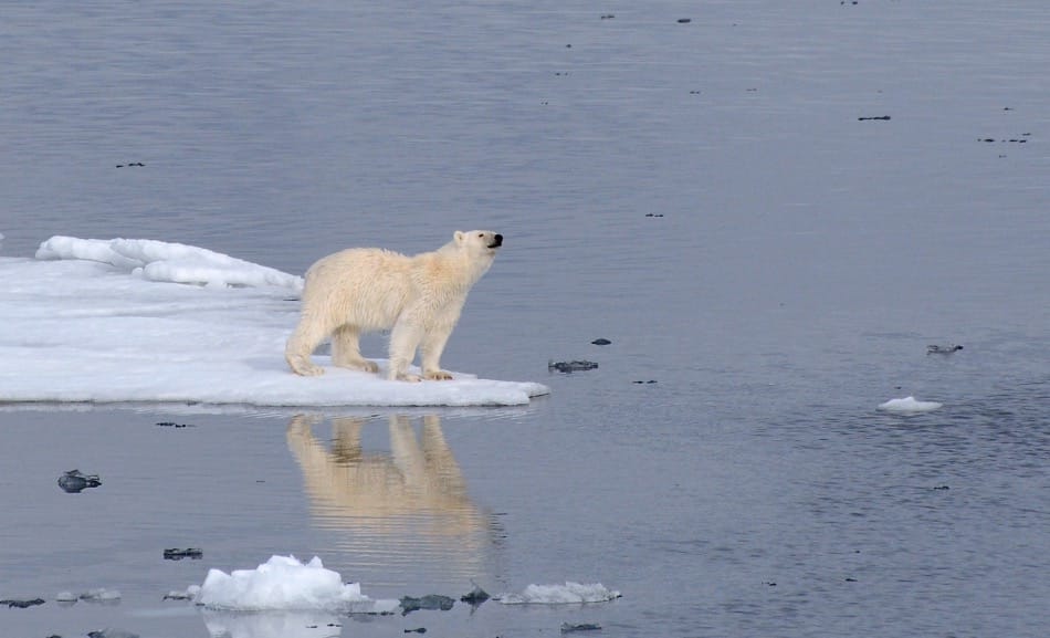 Eisbären sind das Sinnbild der Arktis. Doch in Kanada und Grönland wird das Tier unter Auflagen immer noch gejagt, oft illegal. Damit die Produkte nicht von ahnungslosen Touristen einfach gekauft werden können, hat die AECO jetzt eine internationale und verbindliche Erklärung unterschrieben. Bild: Michael Wenger