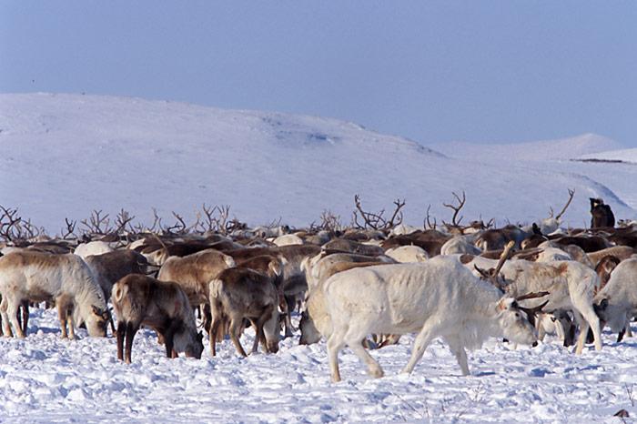 Chukotka-Rentierherde