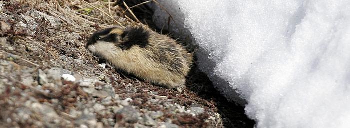 Lemming