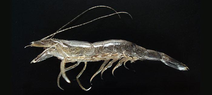 Die Garnelen werden ganzjährig entlang der norwegischen Küsten bis nach Spitzbergen gefangen.