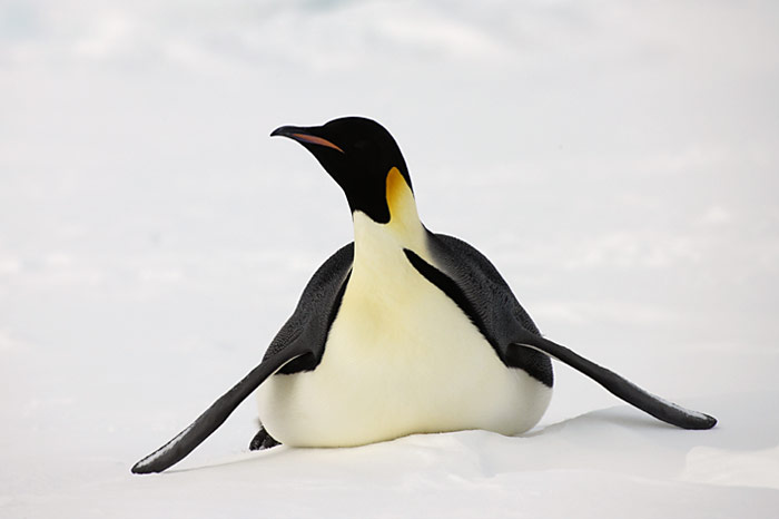 PolarNEWS_Kaiserpinguine_Snowhill_012