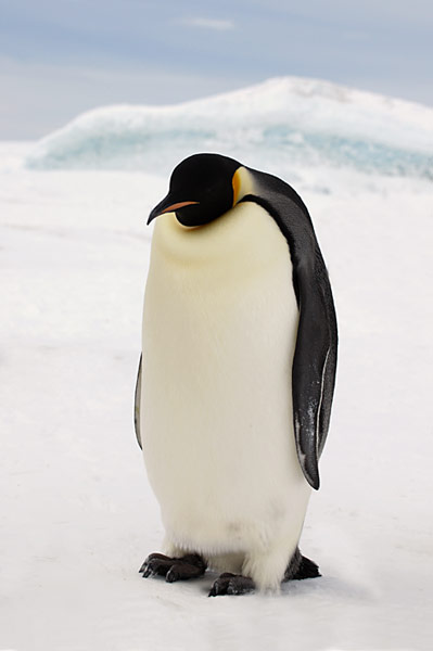 PolarNEWS_Kaiserpinguine_Snowhill_015