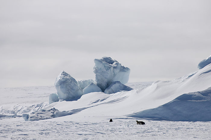 PolarNEWS_Kaiserpinguine_Snowhill_024