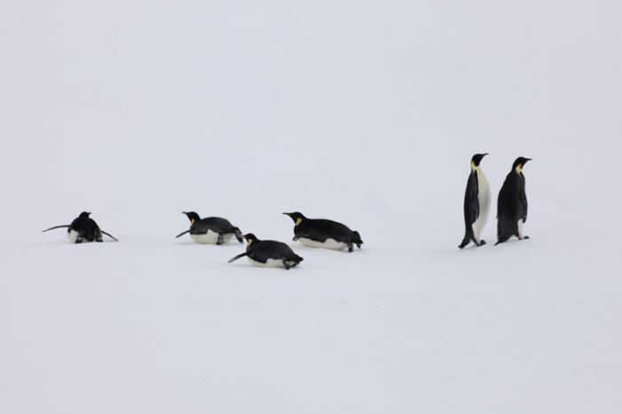 PolarNEWS_Kaiserpinguine_Snowhill_034