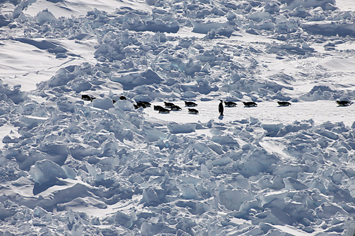 PolarNEWS_Kaiserpinguine_Snowhill_035