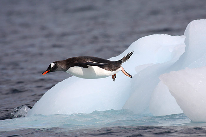 flying_pinguin