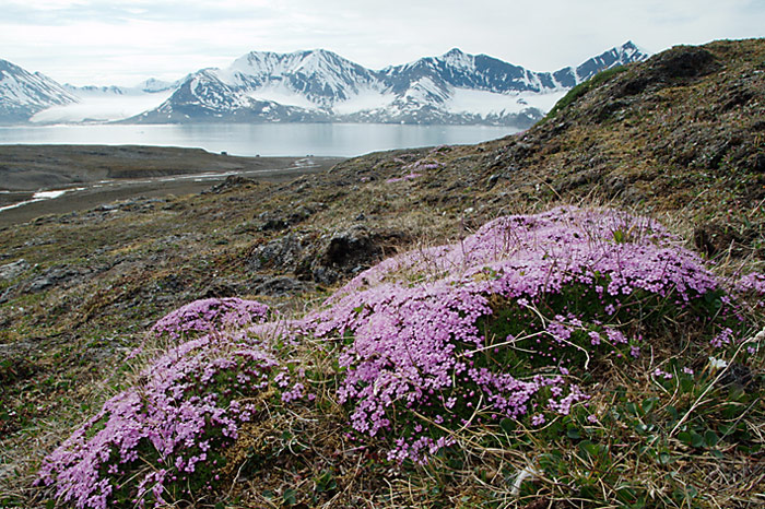 028_spitzbergen_2010