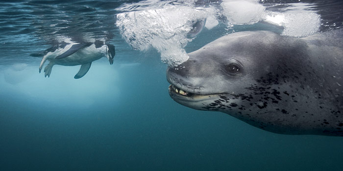 Seeleopard und Zügelpinguin