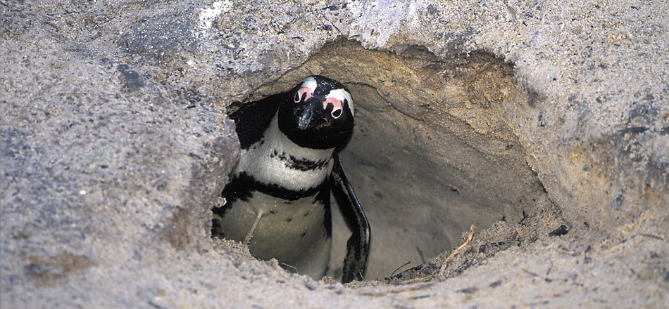 Pinguine nisten meist in Erdhöhlen, so sind sie besser gegen die Sonne und Feinde geschützt. Sie legen meistens zwei Eier. Die Brutzeit beträgt ca. 4-6 Wochen.