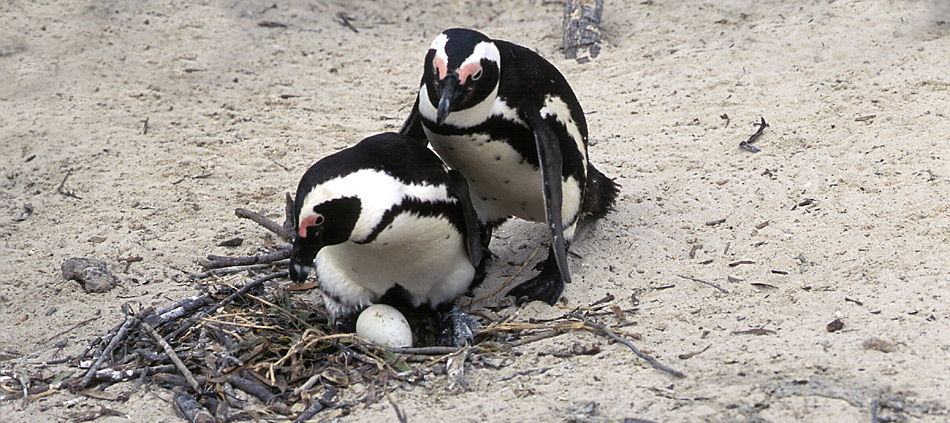 Die Brillenpinguine brüten in küstennahen Kolonien und legen ihre Eier in flache Vertiefungen, die sie ausscharren, oder sie legen ihre Eier in Höhlen, die sie mit Holzstücken und Federn auspolstern.