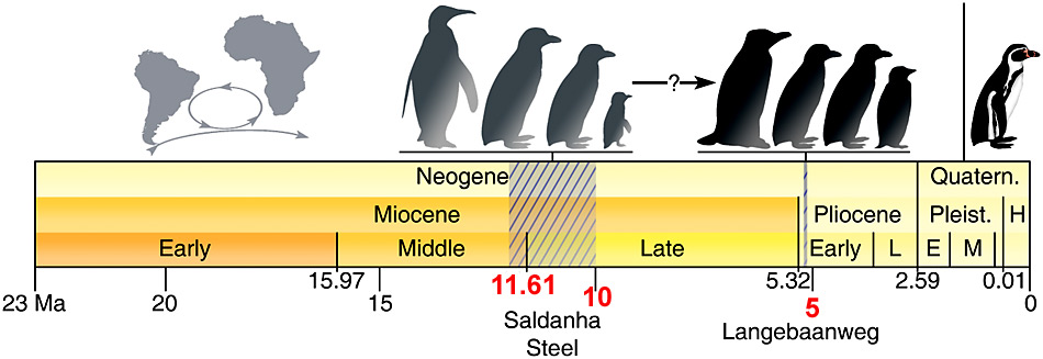 Ganz rechts der «Neuzeitpinguin». Fossilienfunde seines Vorgängers zeigen, dass bereits vor ca. 5 Millionen und 10-12 Millionen Jahre (straffierte Fläche) Pinguine in Südafrika heimisch waren.