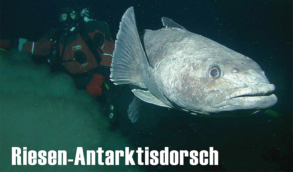 Riesen Antarktisdorsch