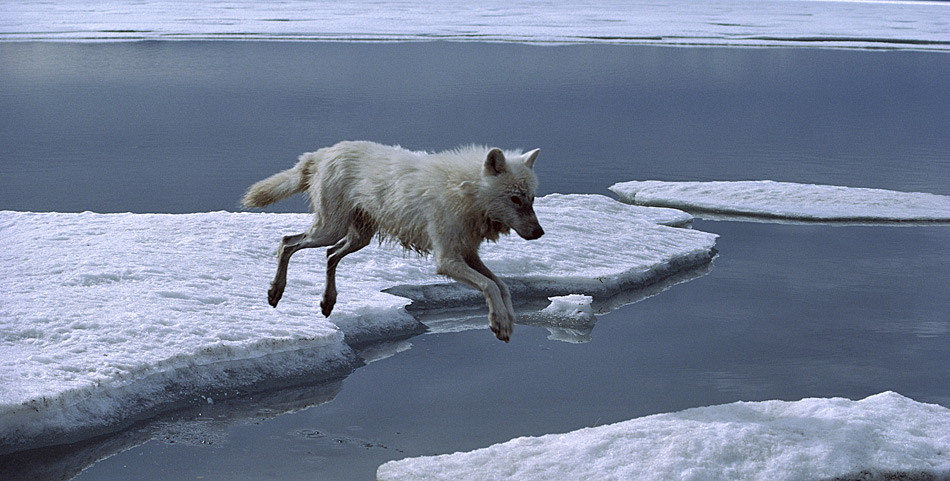 Je weiter die Beutetiere verstreut sind, desto besser muss sich das Rudel organisieren. Das ist nur eine von vielen Herausforderungen, die Polarwölfe im hohen Norden meistern müssen. Die Solidarität in einem Polarwolf-Rudel ist noch stärker ausgeprägt als in Rudeln anderer Unterarten des Wolfes. Ein einzelner Polarwolf könnte in dem rauen Klima nicht lange überleben. Ein Rudel besteht aus sieben bis zehn, manchmal bis zu 30 Tieren. Das Jagdgebiet der Polarwölfe erstreckt sich zumeist über 1.300 bis 1.600 km². Für die Futtersuche legen sie täglich etwa 30 km zurück. Sie jagen und fressen fast alles, was sie ausmachen können.