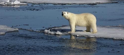 Aussterben der Eisbären in russischem Polargebiet befürchtet