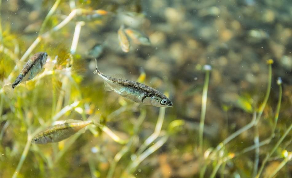 Stichlinge in Alaska brüten öfter wegen Klimawandel