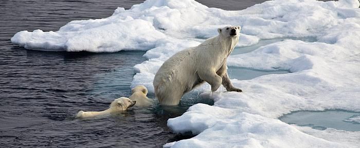 Schlechte Aussichten für Eisbären